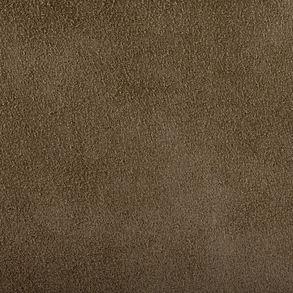 Camoscio